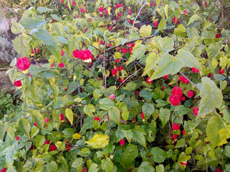 un abutilon qui peut être dans les jardins même l'hiver