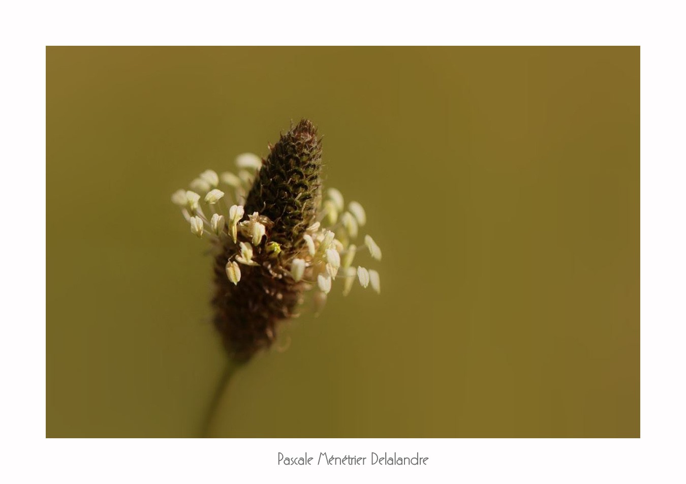 Dans la garrigue...