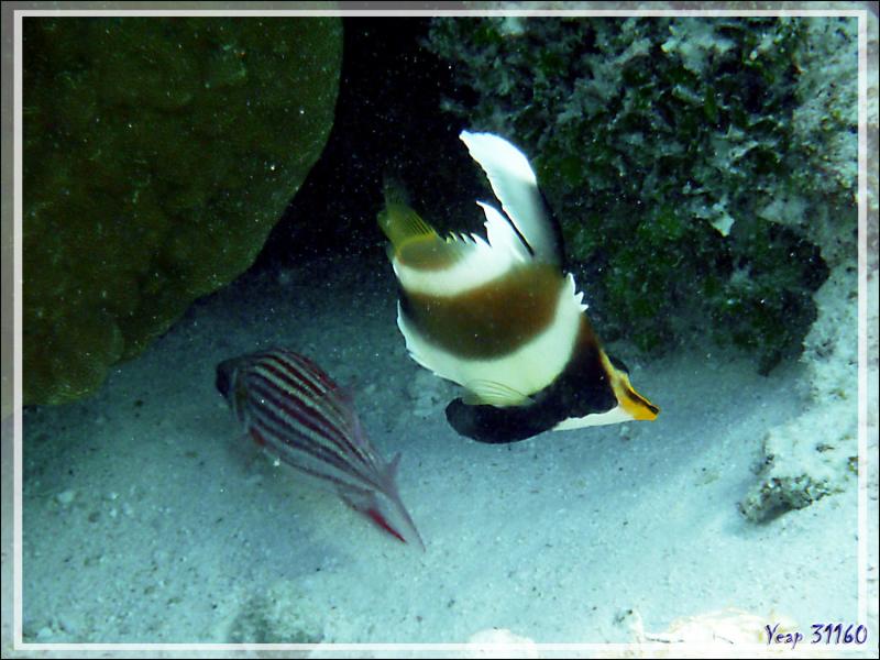 Poisson cocher du Pacifique ou Hénioche bouche d'or ou Taurillon à trois bandes, Threeband pennantfish (Heniochus chrysostomus) - Lagon de la Pension Kuriri - Maupiti - Polynésie française