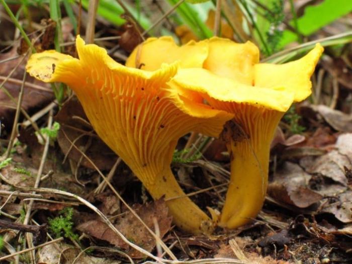 Légumes du mois d'Octobre