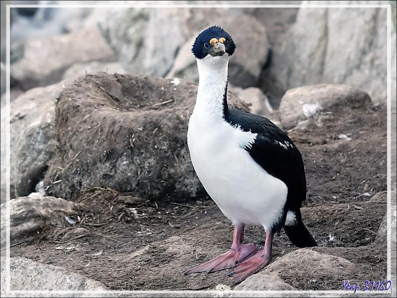 Cormoran impérial, Imperial Shag (Leucocarbo atriceps) - Coffin's Harbour - New Island - Falkland (Malouines, Malvinas) - Grande-Bretagne