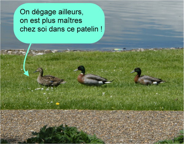 On ne rate pas l'humour du dimanche chez les "Tiot".