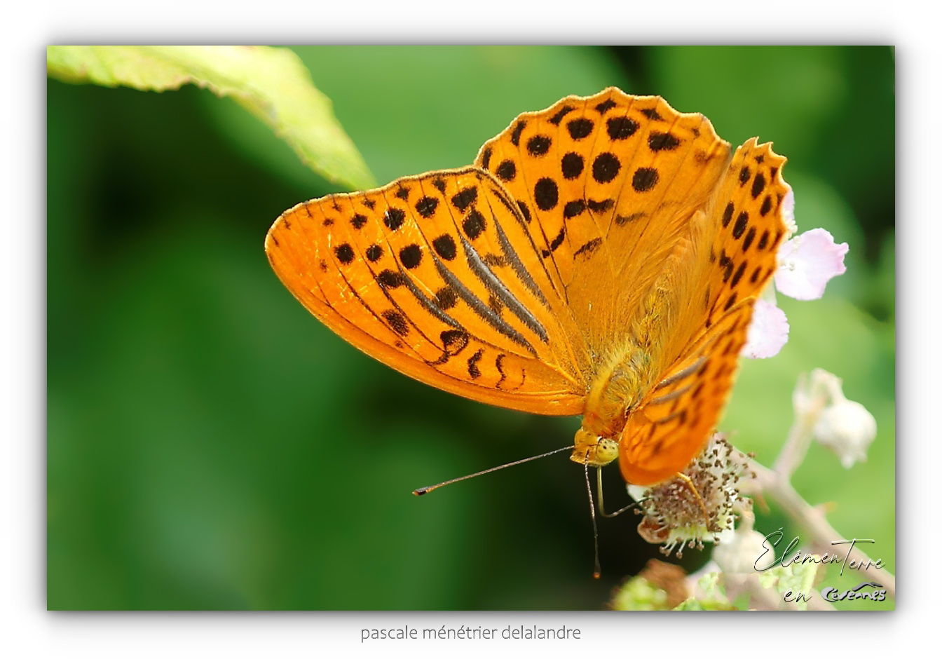 Petits ou grands, jolis Papillons.
