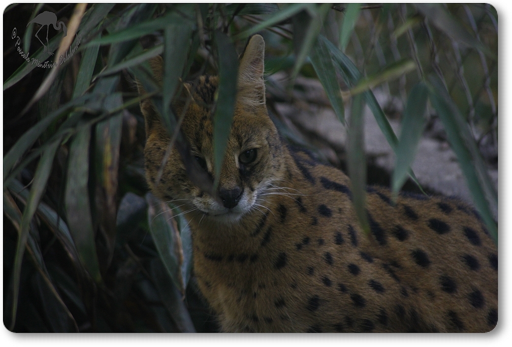 Caracal...