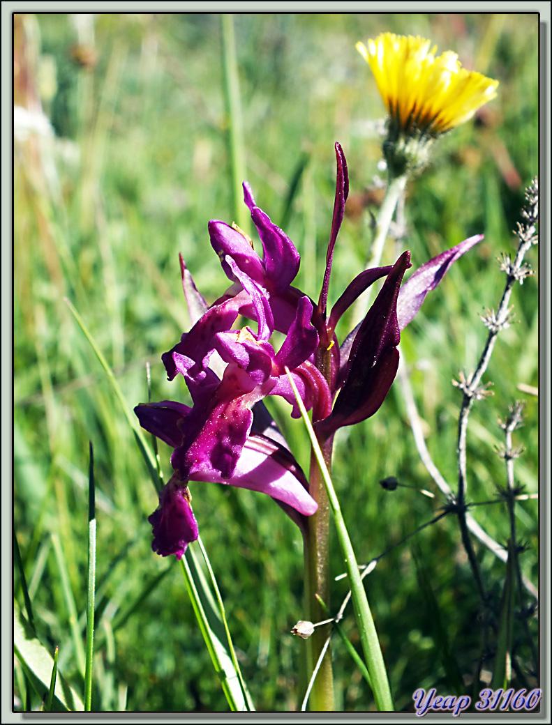 Orchidées Orchis sureau (Dactylorhiza latifolia) - Varrados - Val d'Aran - Catalogne - Espagne  (Flore) 