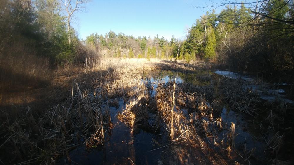 Quarantine Days 2021 in Gatineau: April 8th 2021