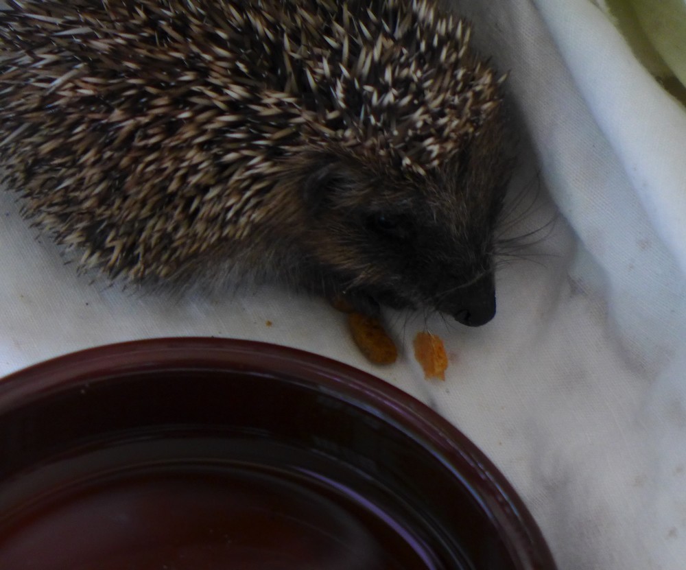 Le petit hérisson que je n'ai pas réussi à sauver...