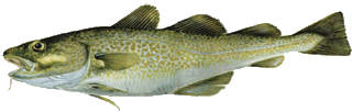 Les poissons divers