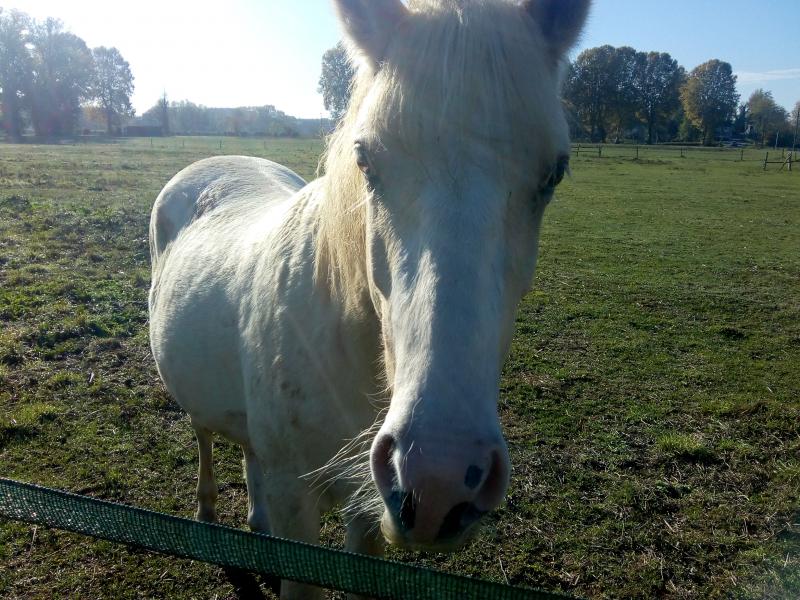 ce Samedi j'ai rendu visite aux chevaux