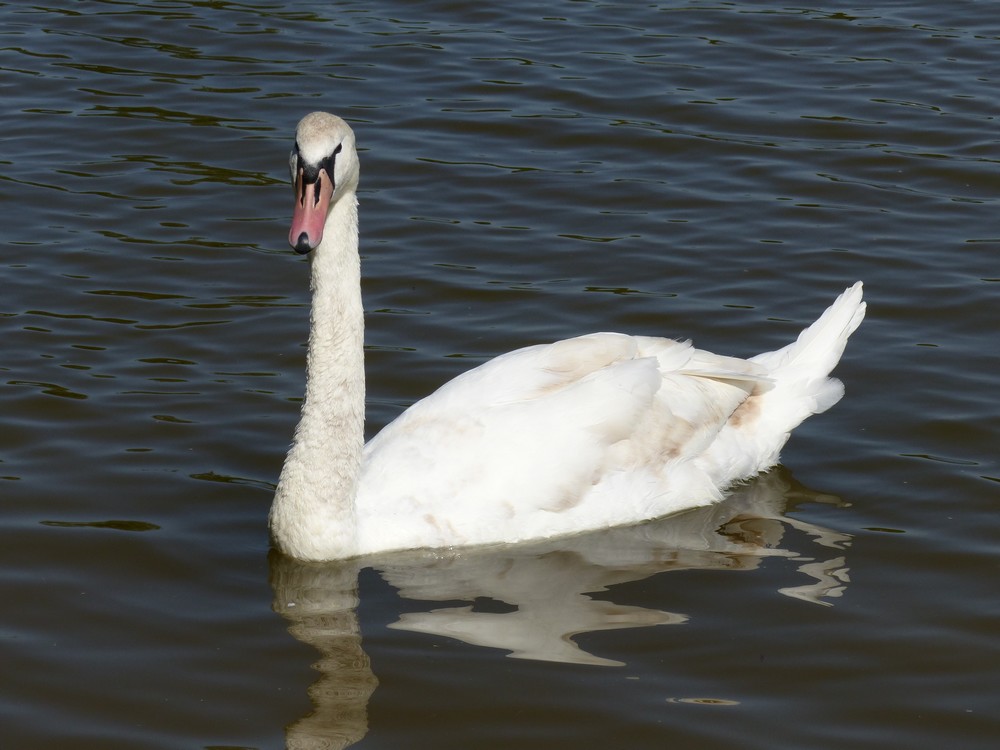 Ma surprise de ce dimanche  