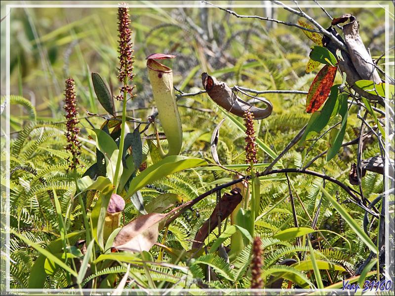 Un peu de botanique au retour des sources chaudes de Dei-Dei - Fergusson Island - Papouasie Nouvelle-Guinée (Papua New-Guinea)