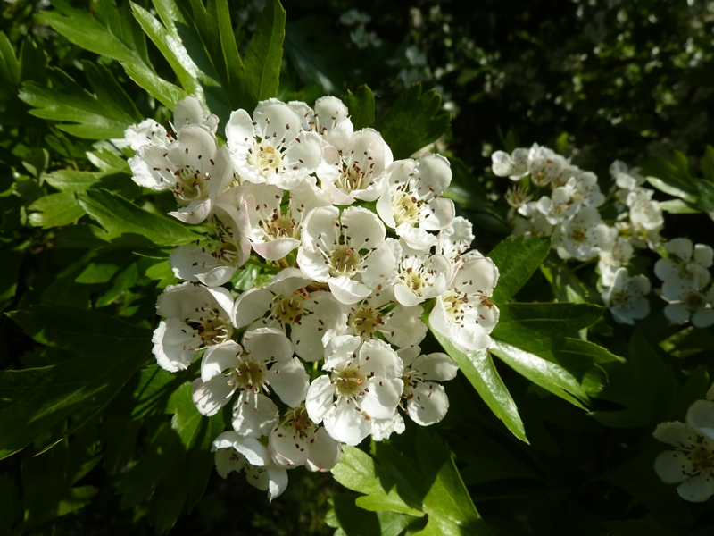 Le printemps de "l'aubépine" ...