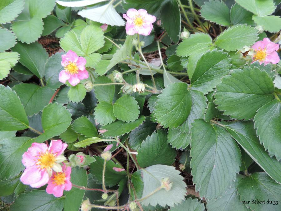 Plougastel le pays de la fraise