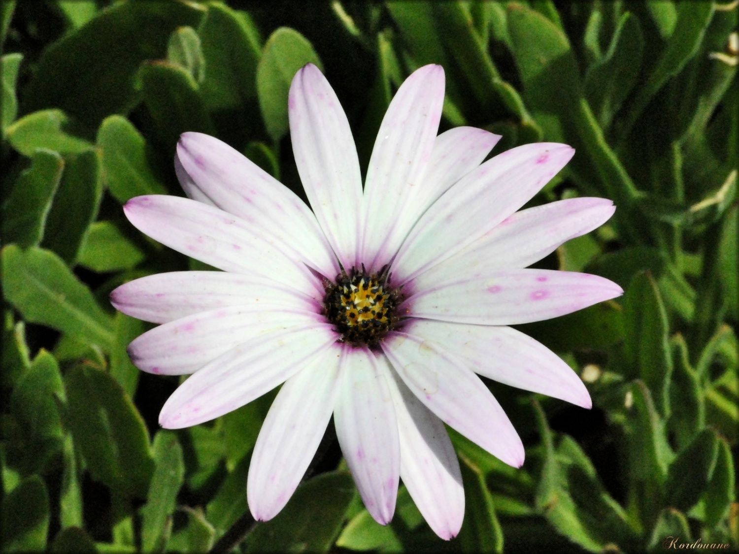 Photo de fleur naturelle blanche et mauve - Les photos de Kordouane