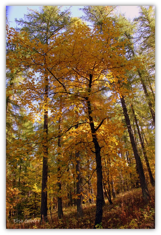 Un automne en OR