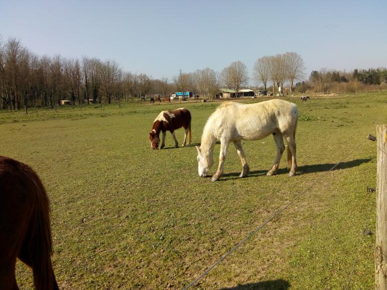 des chevaux en pleine nature