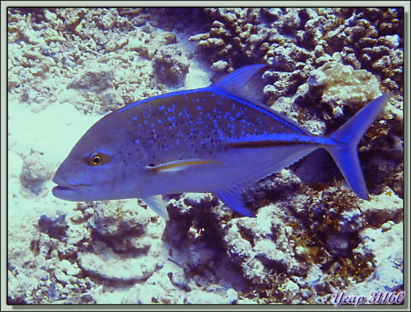 Plongée bouteille Passe de Tiputa : Carangue bleue - Rangiroa - Tuamotu - Polynésie française