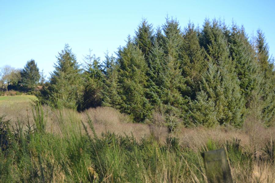 nos   amis arbres cet été 