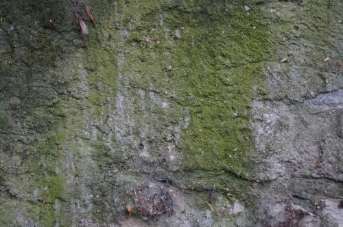 Variations sur un mur