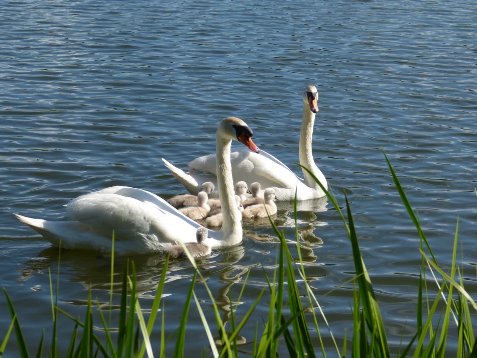 2014, l'année de ma Famille Cygnes