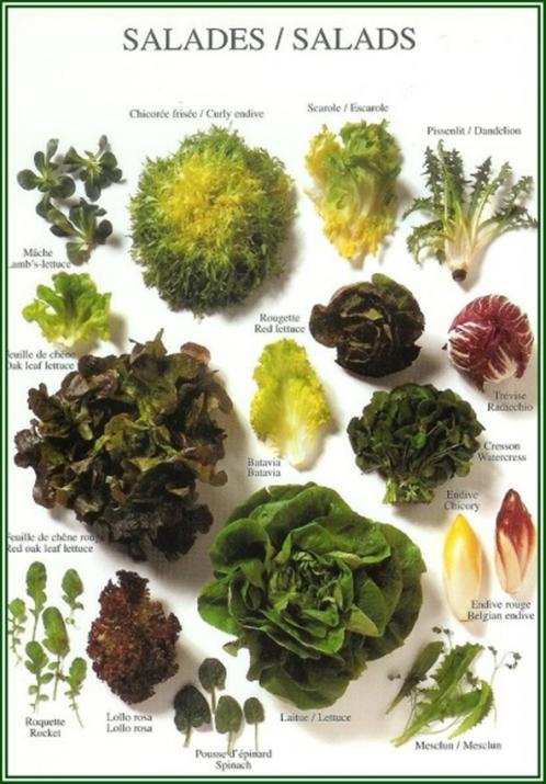 L'amie de notre santé ... "la Salade" ...