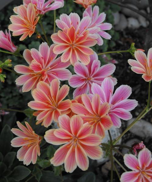 Fleurs cultivées : Lewisia