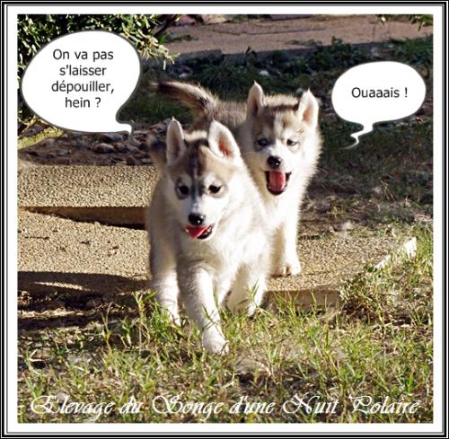 Portée Husky Félya J+46 (29 octobre 2014)