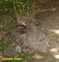 La Page de Nathalie Hayes