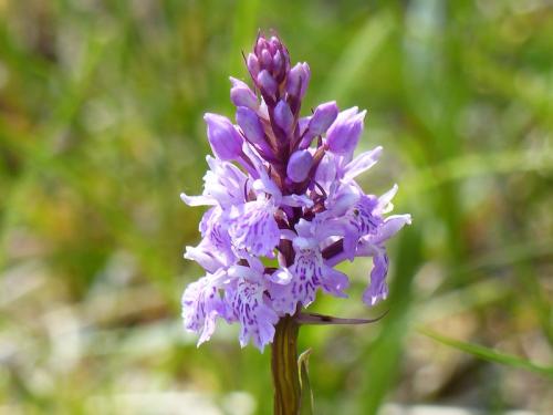 Fleurs du Champsaur (2)