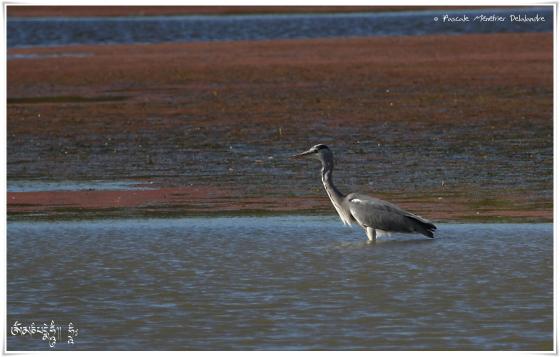Héron cendré - Ardea cinerea - Grey Heron - Oiseaux.net