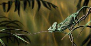 Caméléons drôles de bestioles (1)