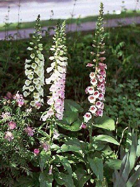 Fleurs cultivées : Digitale