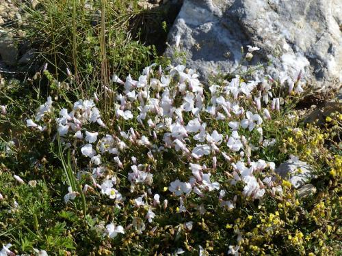 Fleurs du Champsaur (2)