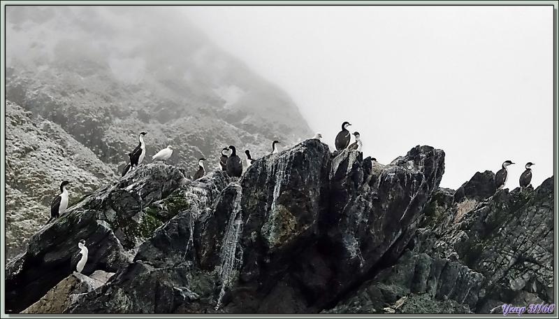 On trouve aussi des colonies de Cormorans impériaux - Cooper Bay - Géorgie du Sud