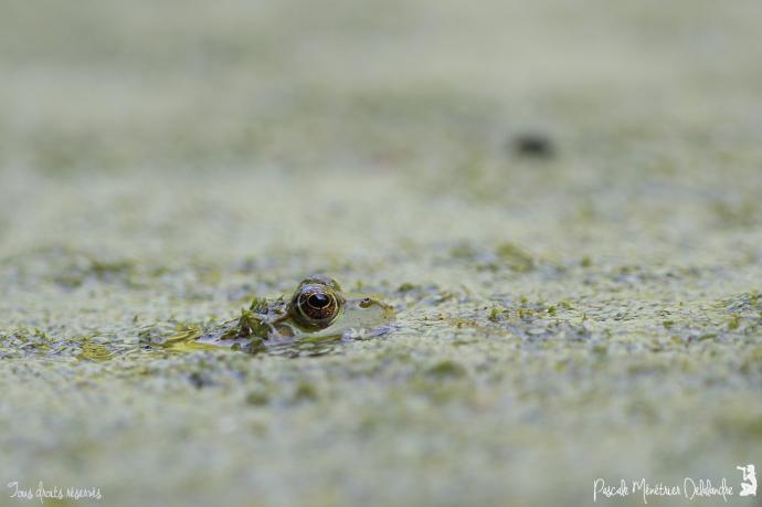 Grenouilles Pelophylax sp.