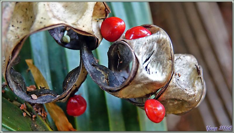 11/12/2021 : une belle journée commence avec le soleil. Départ en balade en passant par la route qui traverse la Vallée de Mai - Praslin - Seychelles 