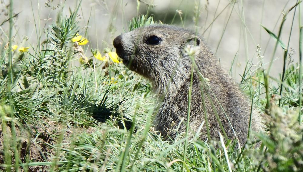 des marmottes à Allos  par Bébert