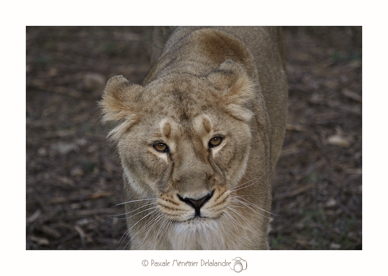 Lionne d'Asie (Panthera leo persica ou Panthera leo sinhaleyus)