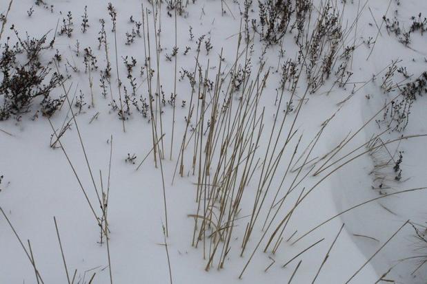 Neige en Monts d'Arrée 086