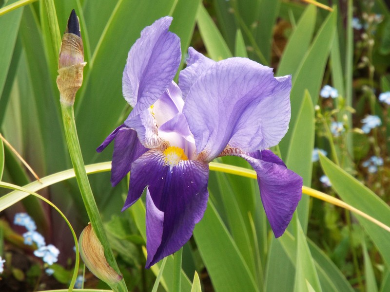 Beauté de l' IRIS ...