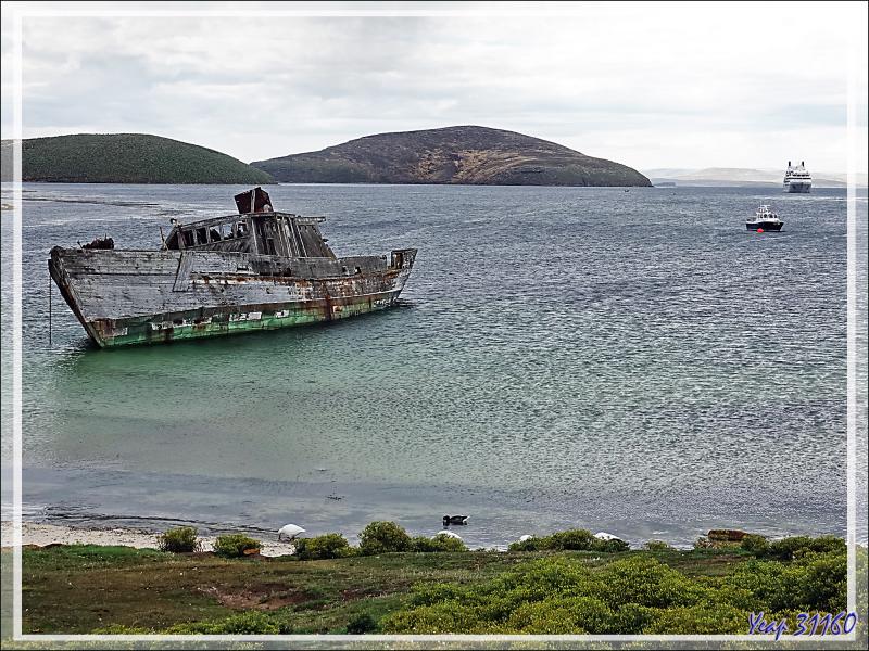Dernier regard sur l'épave du Protector lll, triste vestige du passé meurtrier pour les mammifères marins - South Harbour - New Island - Falkland (Malvinas, Malouines) - Grande-Bretagne