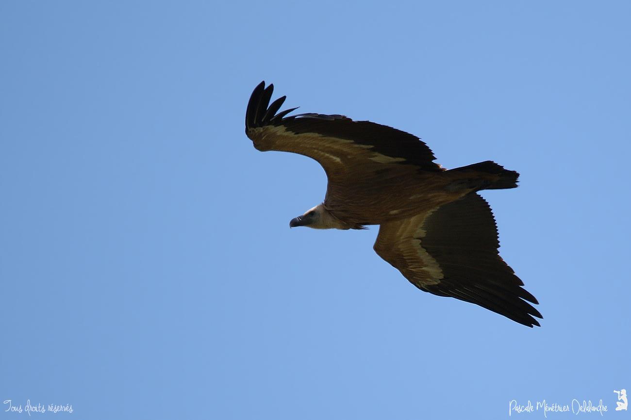 Vautour fauve 