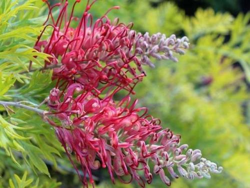 Fleurs cultivées : Grévilléa