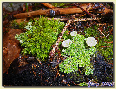 Miniatures des bois: mousse et lichen - Saint-Agnan-en-Vercors - 38