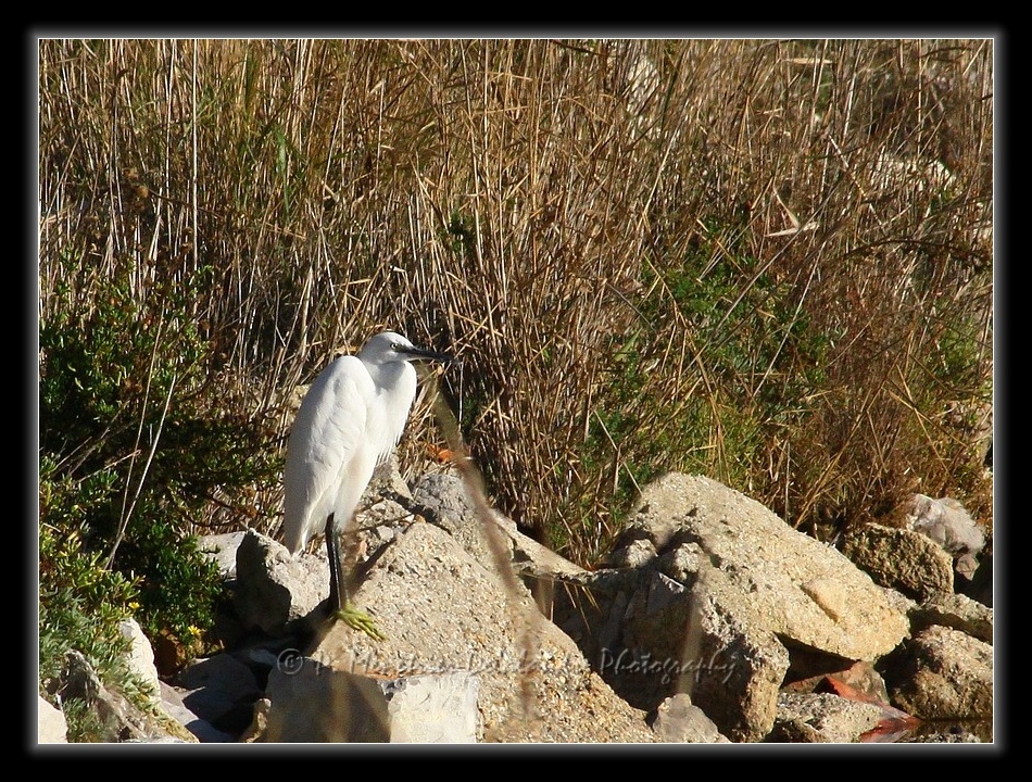 Aigrette garzette (Palavas - 34)