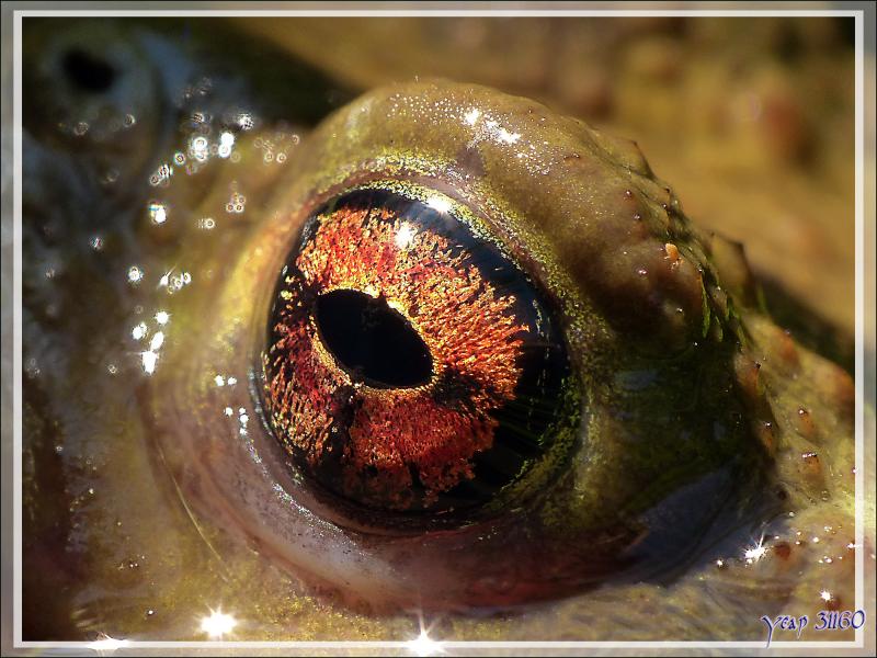 Par cette canicule, Crapaud Bel-œil se tient au frais dans le bassin à poissons - Lartigau - Milhas - 31 
