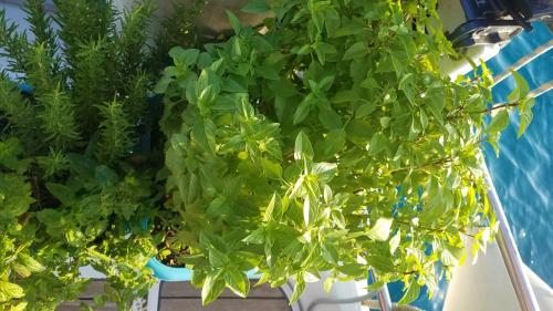 Le regard de la sœur