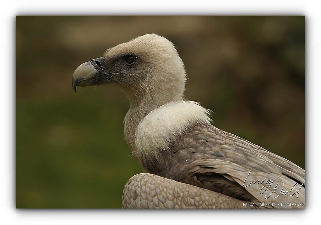 Vautour fauve - Gyps fulvus