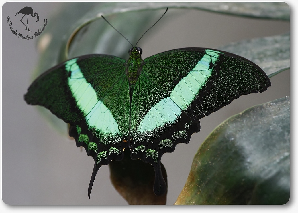 Papilio palinurus -  papilionidae -  Philippines