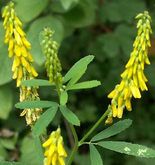 Vertus médicinales des plantes sauvages : Mélilot